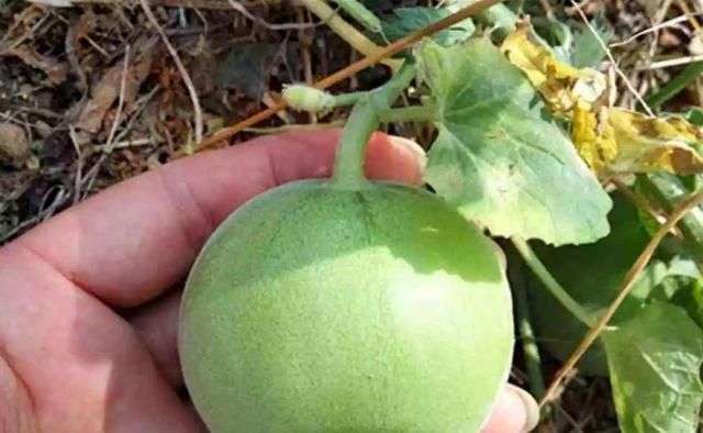 常吃|三伏天要多食此果,每天吃几个,排出毒素,肝脏越来越健康