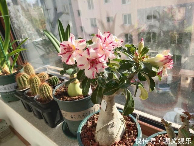 把沙漠玫瑰养成“盆景”,颜值高、价值高,太容易成型了