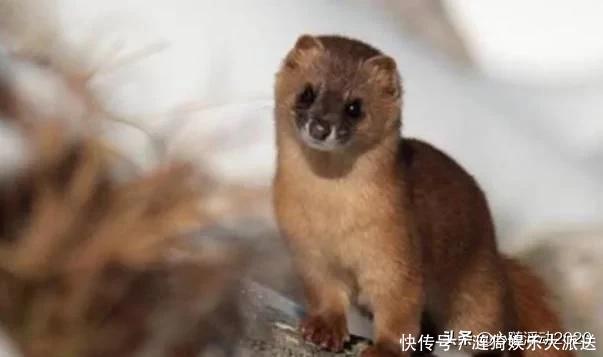 为什么老一辈人说黄鼠狼不能杀?科学研究表明,果真不能杀