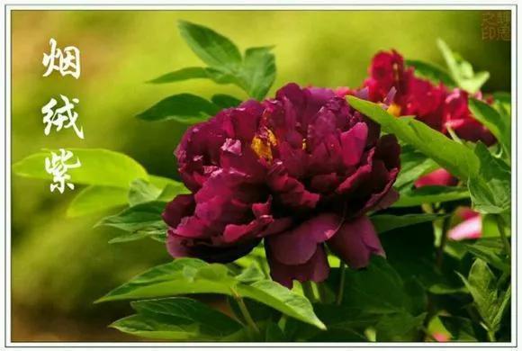 喜欢牡丹花,却一不小心买到芍药!附牡丹花品种图鉴大全