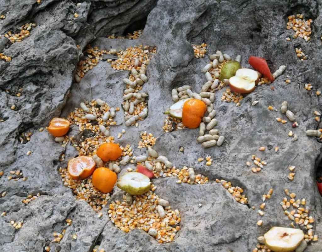 中年|巫山为小三峡猕猴送过年货