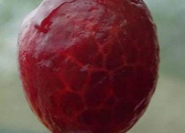 怀疑人生|当水果“脱了衣服”,香蕉一眼认出,图6猜到怀疑人生