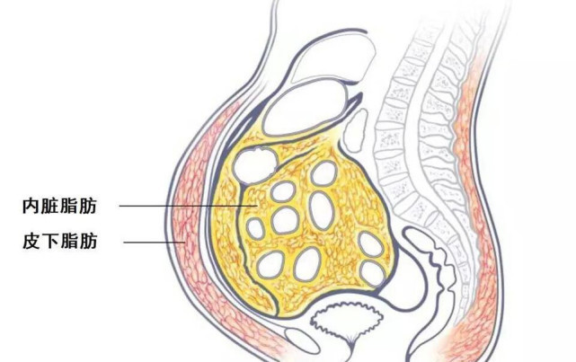 卷腹|想减掉腰腹部脂肪练腹是徒劳，教你正确减掉腰腹多余赘肉