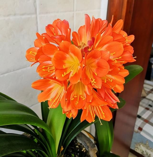 12月君子兰要“富养”，2个关键达到，3个基础做好，轻松开花