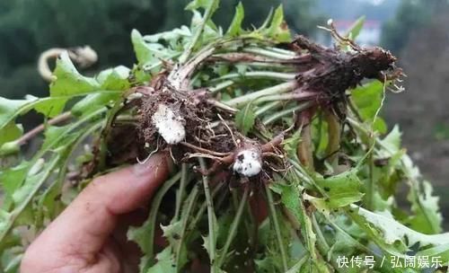 蒲公英是“天然消防员”,排肝毒、降肝火,但4类人要主动拒绝