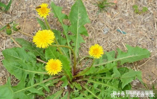 本草新编|自己晒干蒲公英能当茶喝吗看完这个你就知道了!