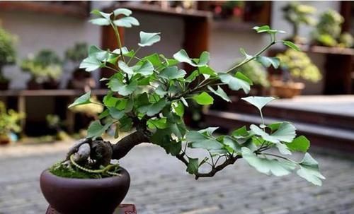 传家宝|家里养花选它,能活几十年,还能做传家宝,值得拥有