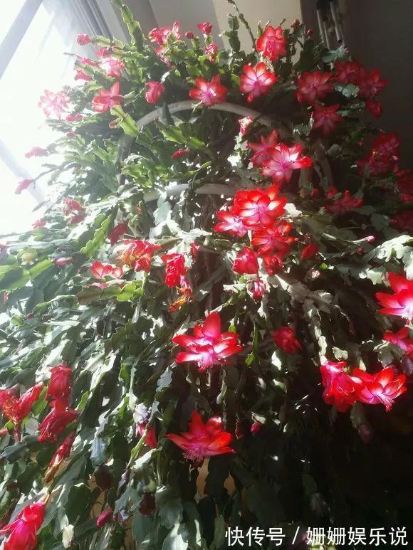 煞气|3种“丑花”,长得不怎么样,却能旺运镇宅,关键还好养