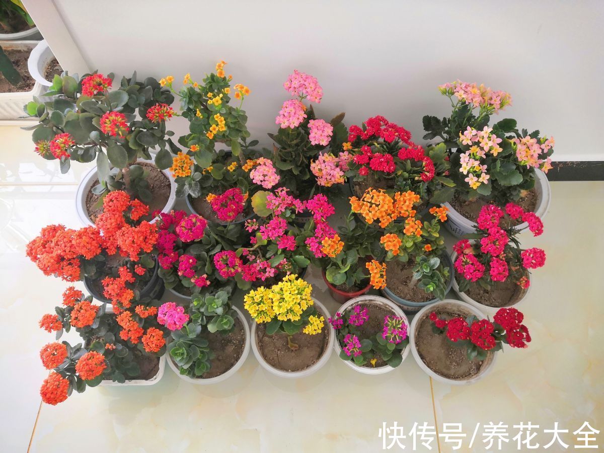 花花|养4种花别“手贱”，粗放养护才能养得好，越勤快越养不活