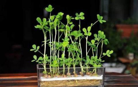 丢水里就能长得很好的6种蔬菜,比花美、比绿萝还好养!