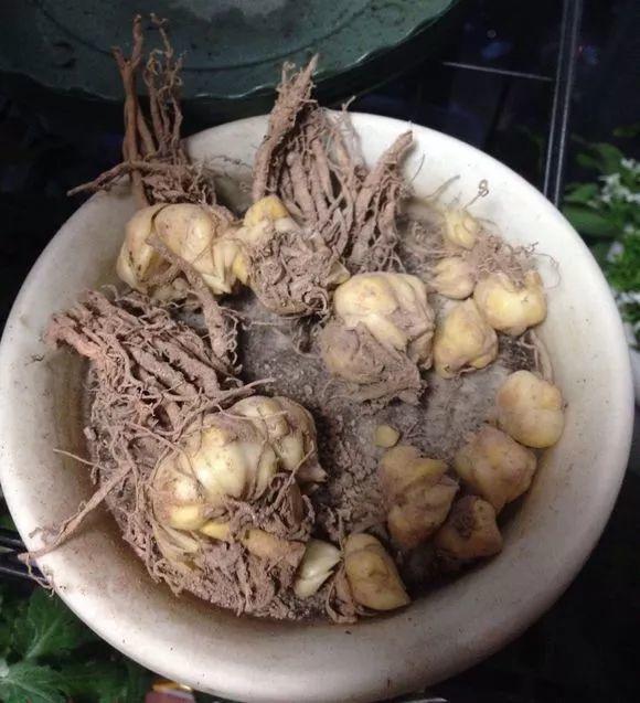 长寿月季花后赶紧剪一刀,剪完就开花,一直剪一直开!