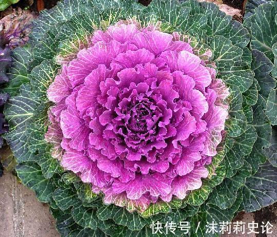 雨雪天冻不死的8种花,越冷越开花,冬天养一盆,喜庆又漂亮