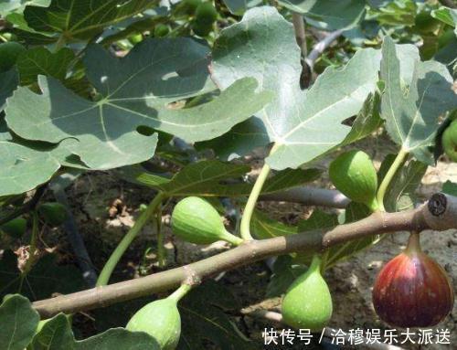 结果子|养花不是新鲜事,现在种棵“无花果”,满满当当全是果!