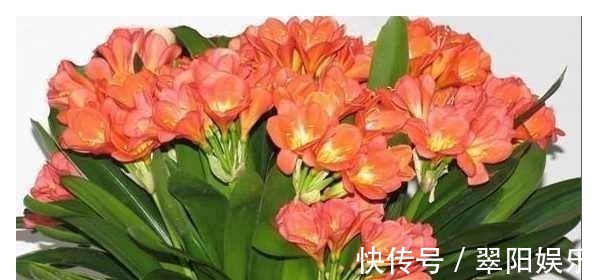 养花|还傻傻给君子兰乱浇水难怪不开花，教你一招花开灿烂又大朵