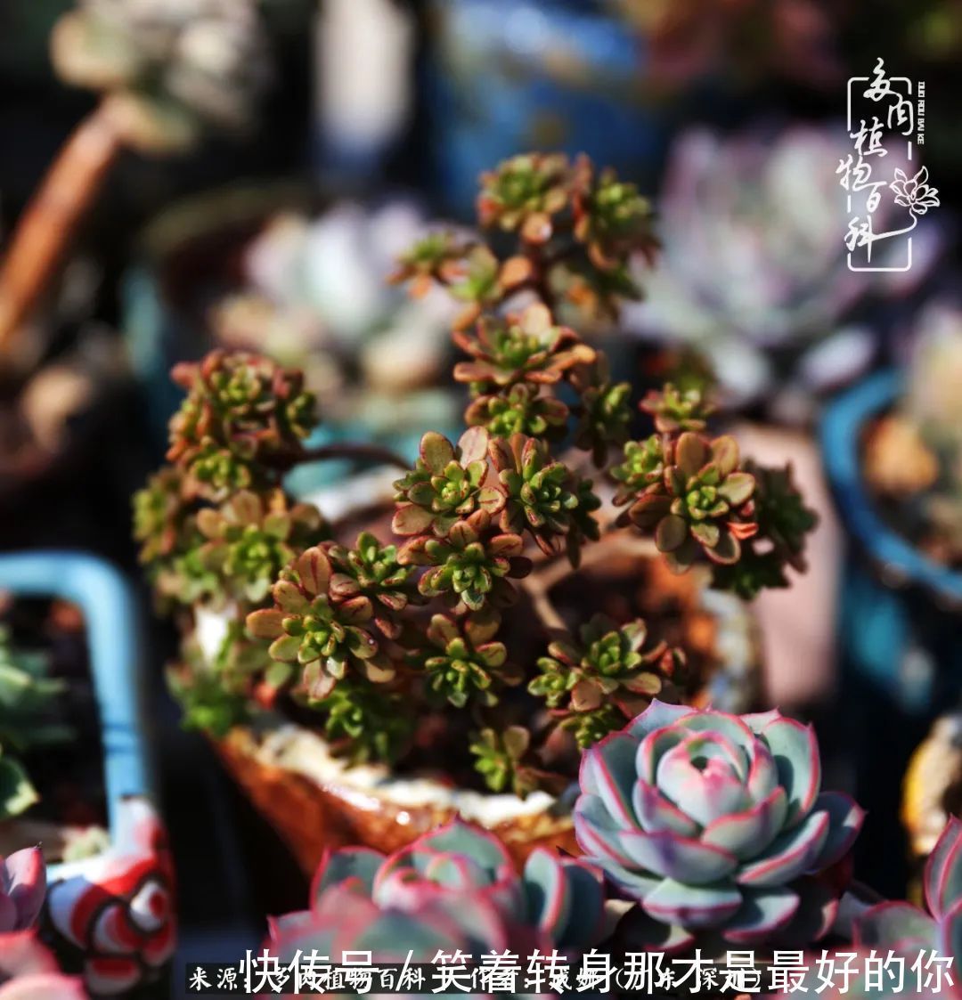 曾经的美肉,谢谢你们都惊艳过时光,谢谢你们都陪过我!