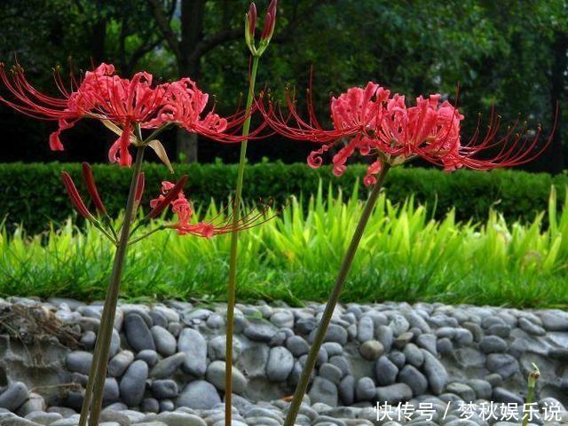 有毒花不能往家里搬,这几种花再喜欢咱也不能养,扔都不来及