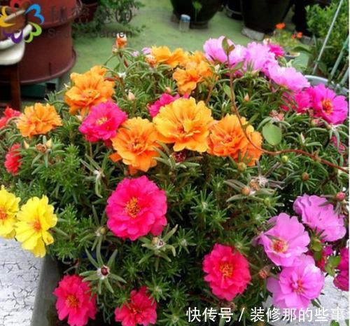 长势|夏天养太阳花,掌握2个要点,花量翻两番,开花一茬接一茬