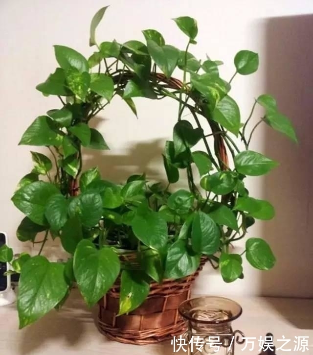 土里|土里仍片叶子就能长爆盆的花卉,你最喜欢哪几种?