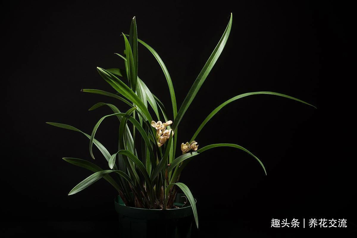 兰花|兰花五大家,春兰、蕙兰、建兰、墨兰和寒兰咋养,养护指南看这里