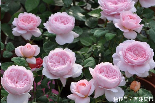 月季冒花苞后,要把这种枝叶修剪掉,不然缩短花期开花小