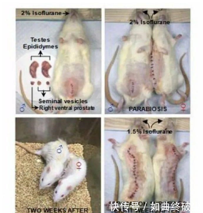 发育|公鼠成功怀孕生崽,男人生孩子还远吗?