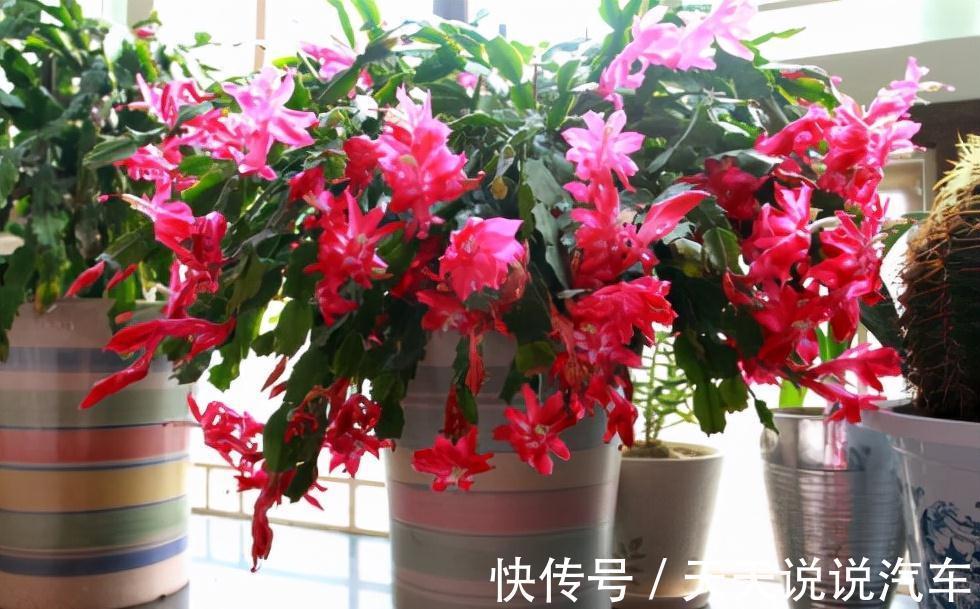 立冬后,养这10种花,切记不能多浇水,养不活都是由于手太勤