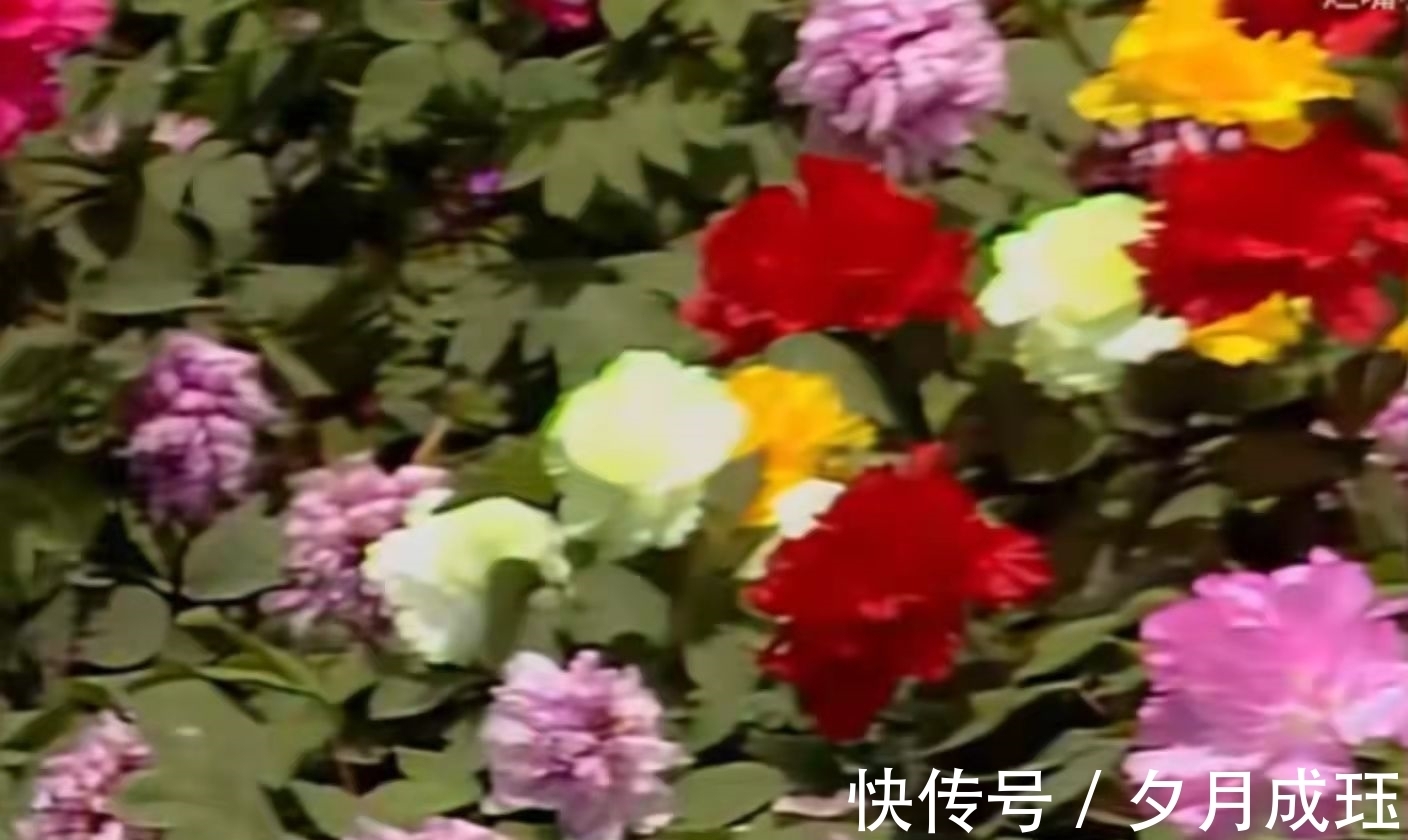 芍药!没有对比就没有伤害,一个简单的睡姿,看两版《红楼梦》的差距