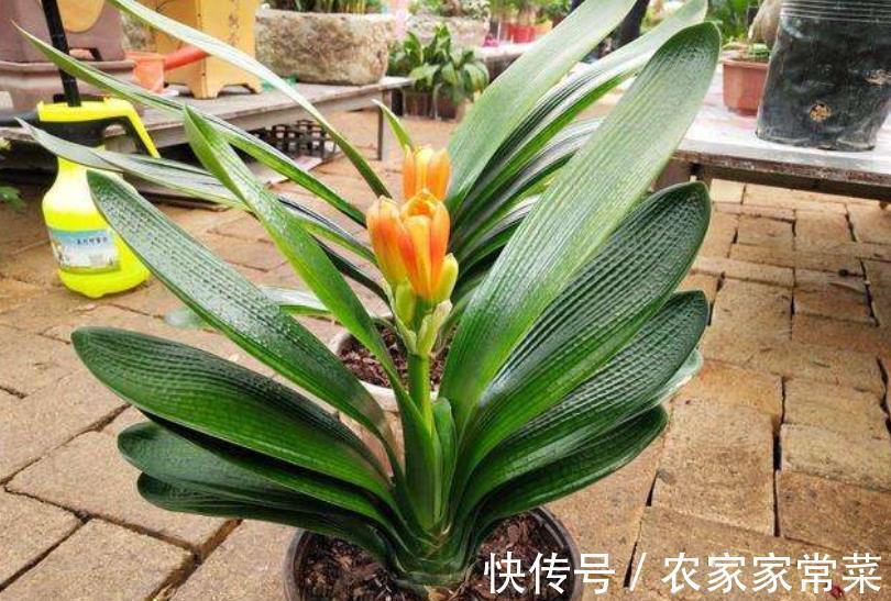 君子兰夹箭不开花?教你3个小妙招,不到半月花苞打开美极了