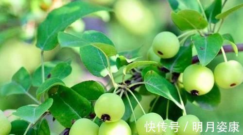 青果|女性想要身体好,常吃3种食物,补充营养,延缓衰老,滋补身体