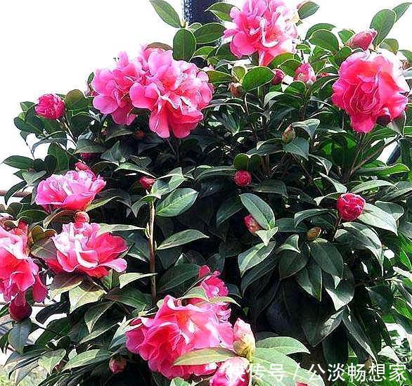 茶花换盆有“方法”,做好“几点”,叶子不脱落,7天就开始长根