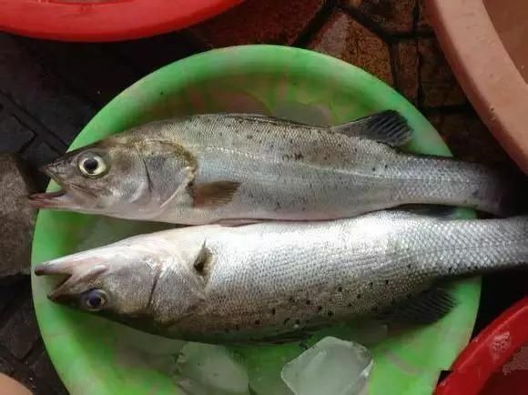 海鲜|渔民整理的海鲜大全,以后再也不怕不认识海鲜了