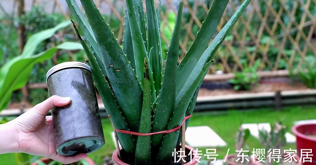 浇水|秋天养芦荟,4个小技巧,花箭一米高,冒芽20多,又壮又肥