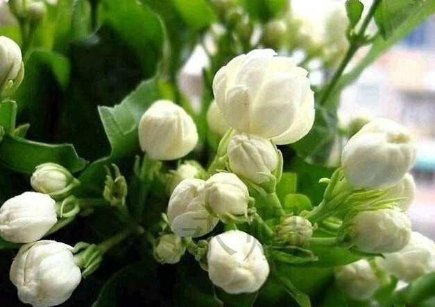 我国最香花,一年开花160天,浇水就开花,阳台种1棵,香薰满室!