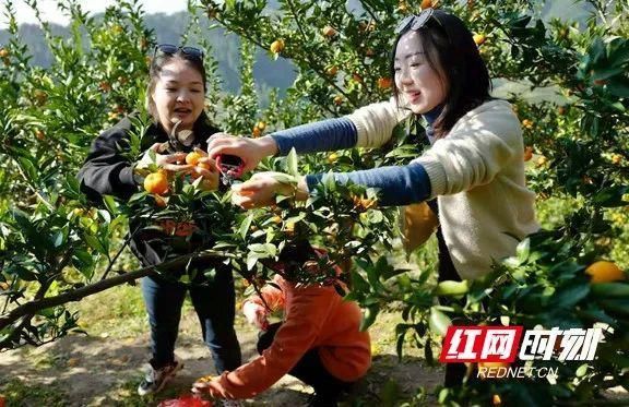 尽情|“美景尽情看，蜜桔免费吃”龙山八面山景区迎来又一轮“黄金周末”