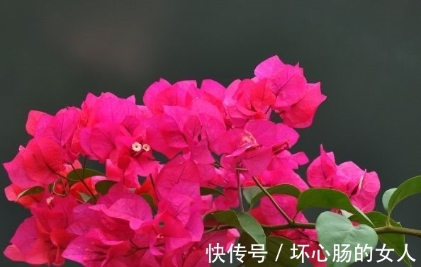 农历十一月大雪过后,养什么花?家里养3种花,有福人家宜家受福