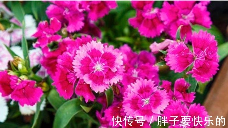几种花是开花大户,家里养一盆,开花美长势旺,颜值超高的