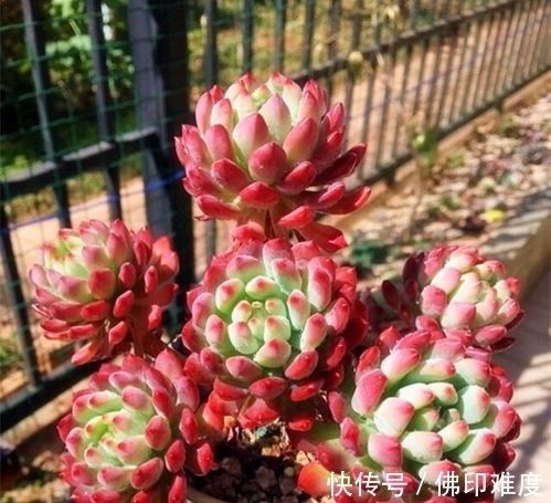多肉植物|家里养多肉植物,掌握4个要点,立马变精神,叶片饱满上色美!