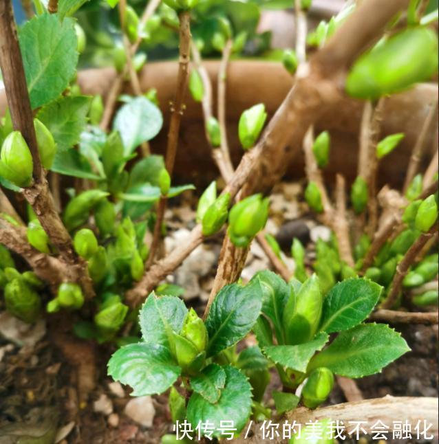 春季 绣球花新芽特别少方法对了 上百个花芽蹭蹭冒 快资讯