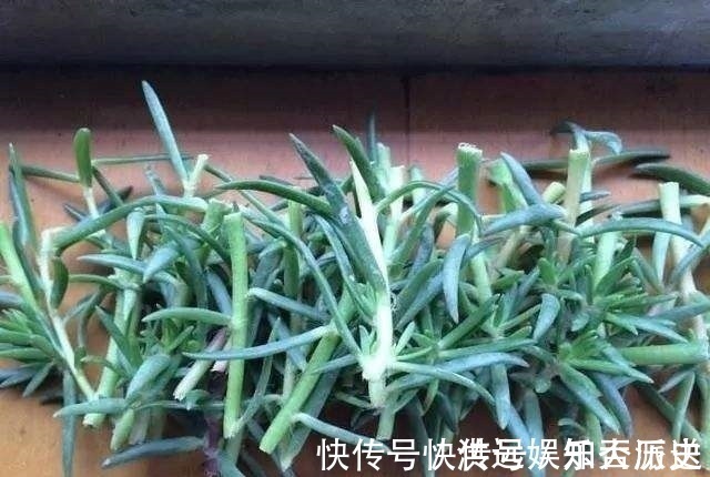 植株|4种花现在扦插，枝条扔土里“生根快”，当年开花，变成养花大户