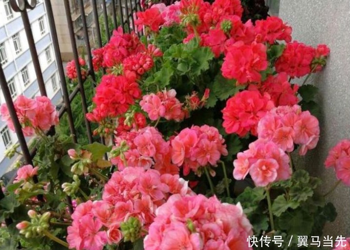 养分|阳台爆盆首选,开花量大,花期长,懒人新手都能养,美爆阳台!