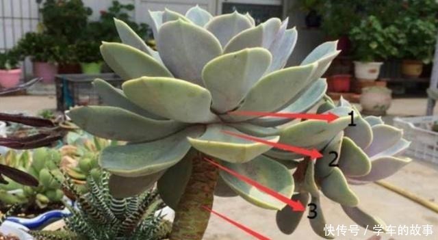 这4种情况要给多肉“砍头”,注意5点,1棵变2棵还带爆头效果!