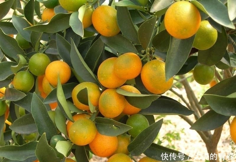 晚上当零食吃几颗,一个月下来,消炎杀菌,止咳化痰,冬天不咳嗽