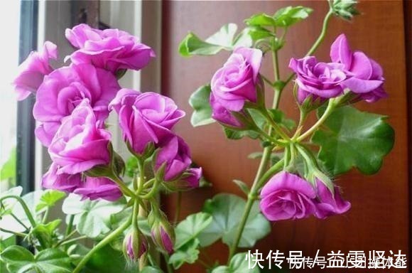 天竺葵|此“花”一年开花好几次，花朵漂亮似玫瑰，养在阳台路人都夸美！