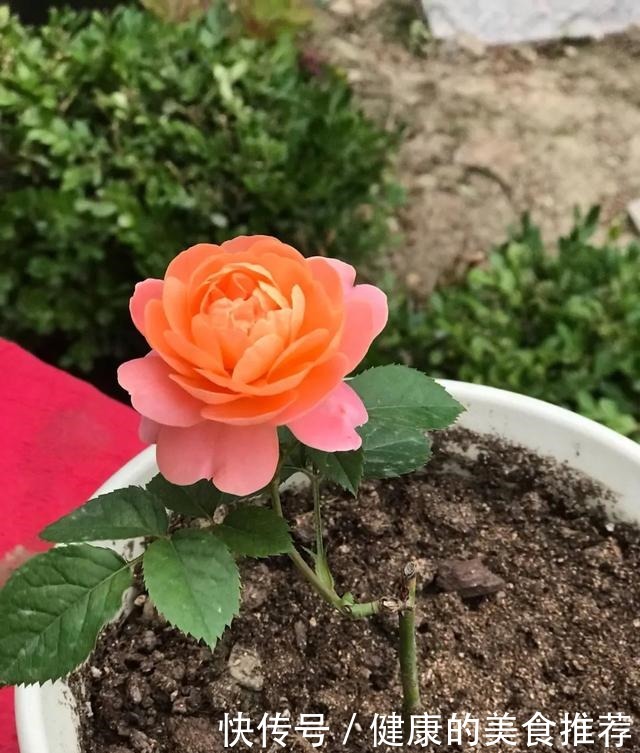 有3种情况,月季长出花苞就要掐掉,不然月季长不好!