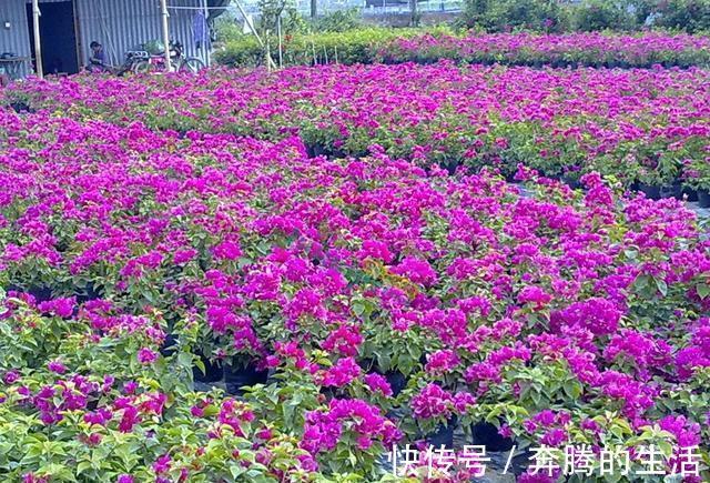 叶施|三角梅开花越来越少,是“它”在作怪,盆里撒1把粪,下次开爆盆