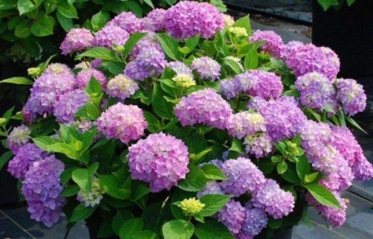 夏天家里养此款花,花期长花量大,花开香飘溢满屋,阳台变花园