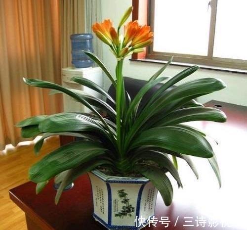 养护|君子兰有点“怪”，喝上这种水，变成“开花机器”，特别漂亮