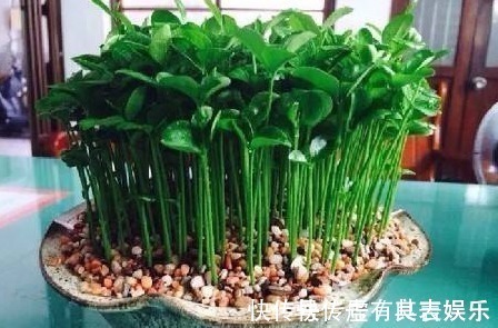 这几种常见水果吃完后核不要扔,不然亏大了,7天长成美丽盆栽