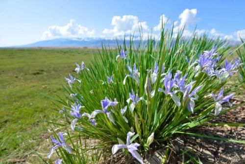 “马兰花马兰花，风吹雨打都不怕”，童谣马兰花究竟是什么花？