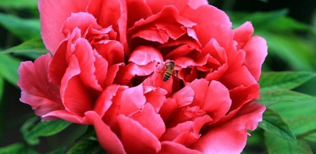 只需三招,让叶片发黄的牡丹国花恢复健康,长势迅速,不断爆盆!